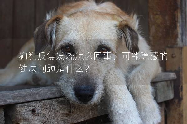 狗狗反復(fù)發(fā)燒怎么回事，可能隱藏的健康問題是什么？