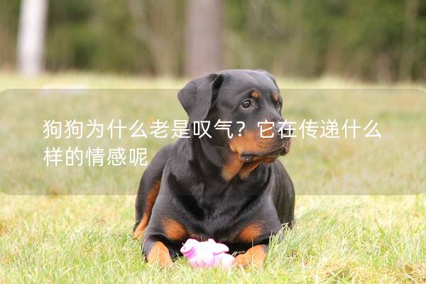 狗狗為什么老是嘆氣？它在傳遞什么樣的情感呢