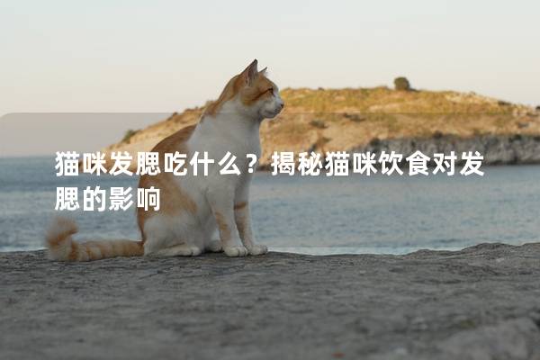 貓咪發腮吃什么？揭秘貓咪飲食對發腮的影響