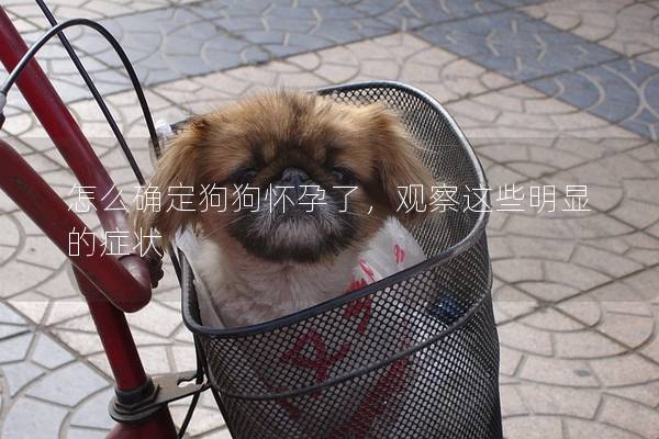 怎么確定狗狗懷孕了，觀察這些明顯的癥狀