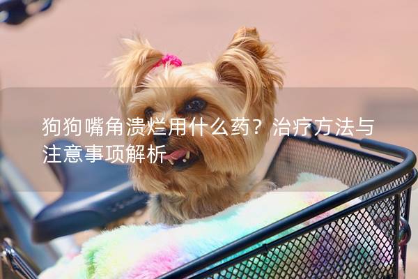 狗狗嘴角潰爛用什么藥？治療方法與注意事項解析