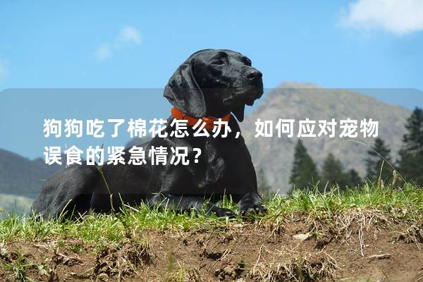 狗狗吃了棉花怎么辦，如何應(yīng)對寵物誤食的緊急情況？