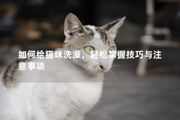 如何給貓咪洗澡，輕松掌握技巧與注意事項(xiàng)