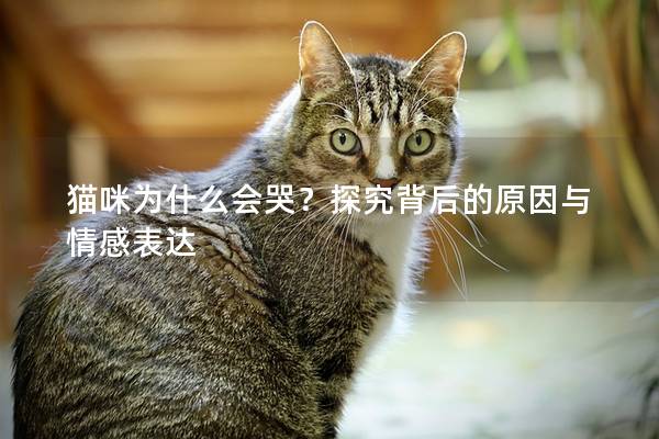 貓咪為什么會哭？探究背后的原因與情感表達