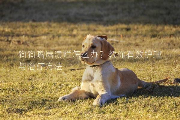 狗狗嘴唇潰爛怎么辦？教你有效護理與治療方法