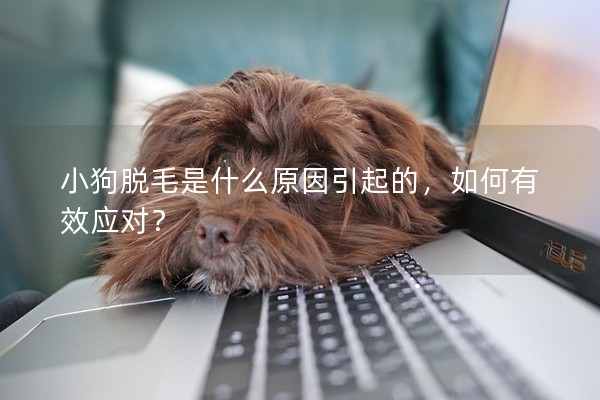小狗脫毛是什么原因引起的，如何有效應對？