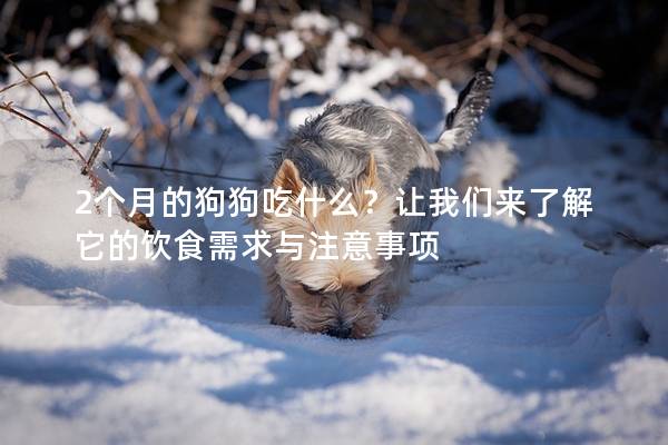 2個月的狗狗吃什么？讓我們來了解它的飲食需求與注意事項