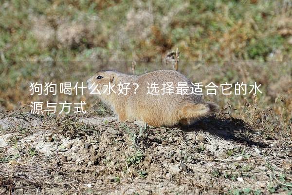 狗狗喝什么水好？選擇最適合它的水源與方式