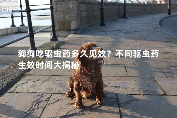 狗狗吃驅蟲藥多久見效？不同驅蟲藥生效時間大揭秘