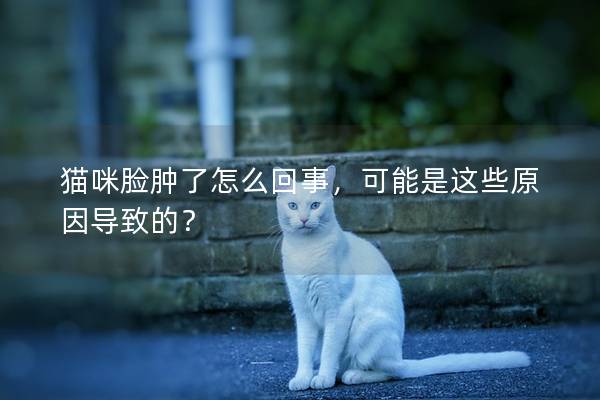 貓咪臉腫了怎么回事，可能是這些原因導致的？