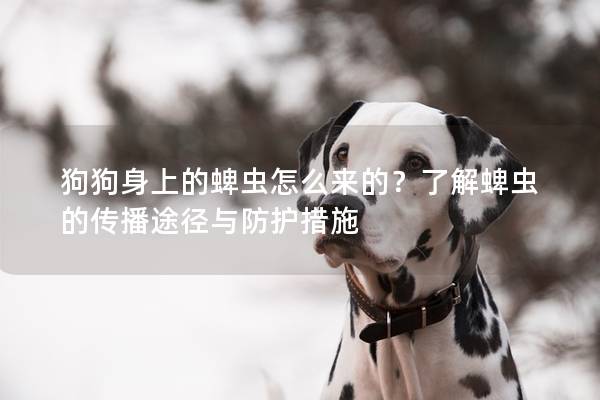 狗狗身上的蜱蟲怎么來的？了解蜱蟲的傳播途徑與防護措施