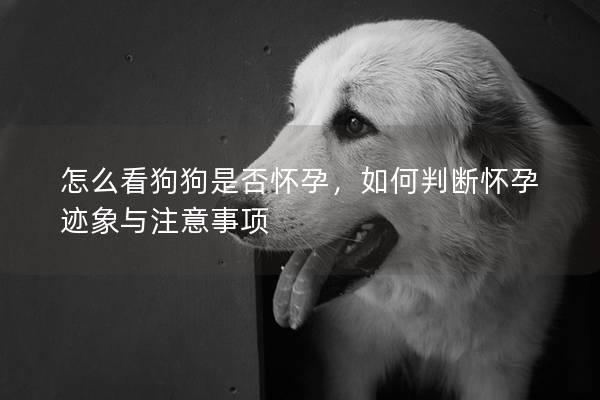 怎么看狗狗是否懷孕，如何判斷懷孕跡象與注意事項