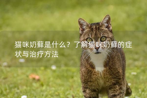貓咪奶蘚是什么？了解貓咪奶蘚的癥狀與治療方法