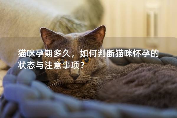 貓咪孕期多久，如何判斷貓咪懷孕的狀態(tài)與注意事項(xiàng)？