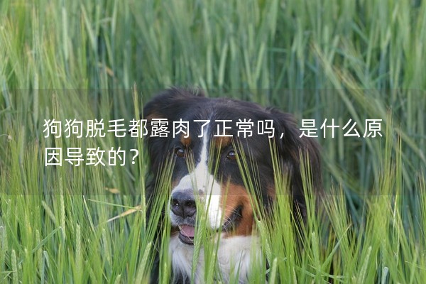 狗狗脫毛都露肉了正常嗎,是什么原因?qū)е碌模? title=