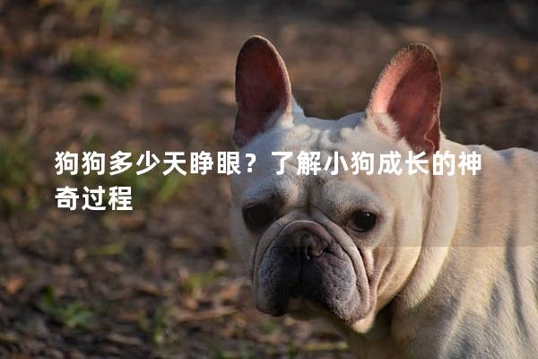 狗狗多少天睜眼？了解小狗成長的神奇過程