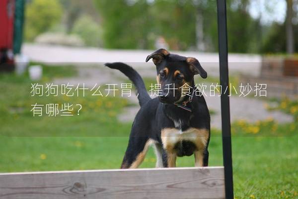 狗狗吃什么開(kāi)胃，提升食欲的小妙招有哪些？
