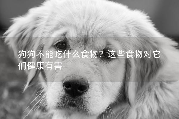狗狗不能吃什么食物？這些食物對它們健康有害
