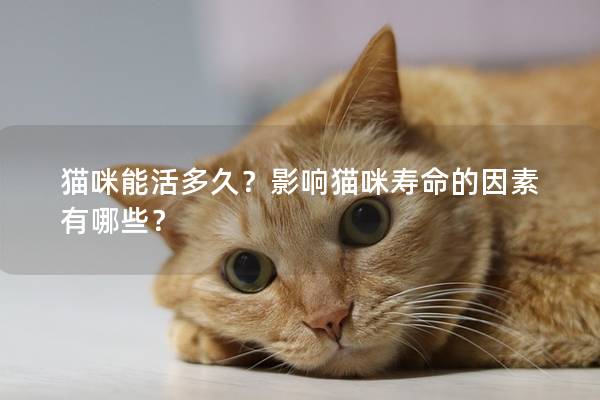 貓咪能活多久？影響貓咪壽命的因素有哪些？