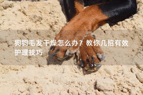 狗狗毛發(fā)干燥怎么辦？教你幾招有效護(hù)理技巧