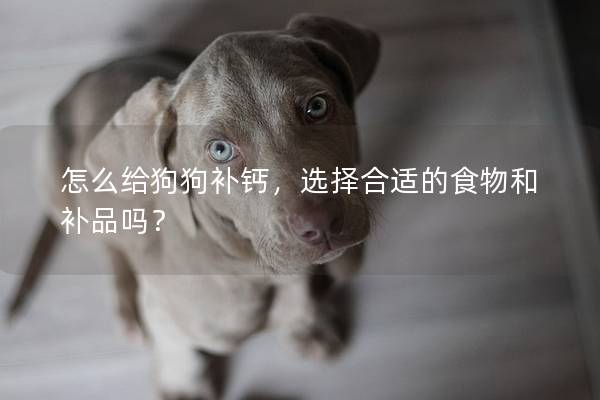 怎么給狗狗補鈣，選擇合適的食物和補品嗎？