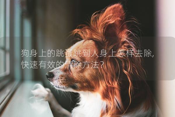 狗身上的跳蚤跳到人身上怎樣去除,快速有效的清除方法？