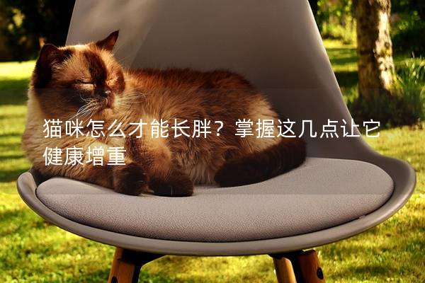 貓咪怎么才能長胖？掌握這幾點讓它健康增重