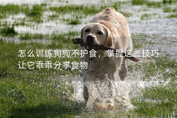 怎么訓練狗狗不護食，掌握這些技巧讓它乖乖分享食物
