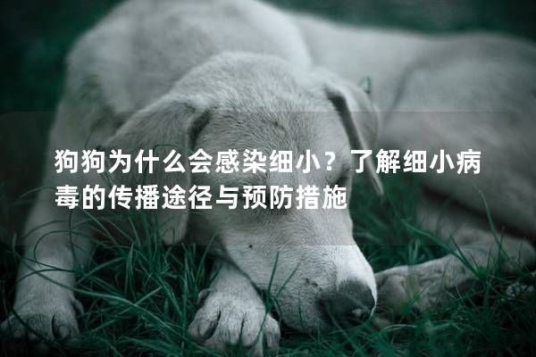 狗狗為什么會感染細小？了解細小病毒的傳播途徑與預防措施
