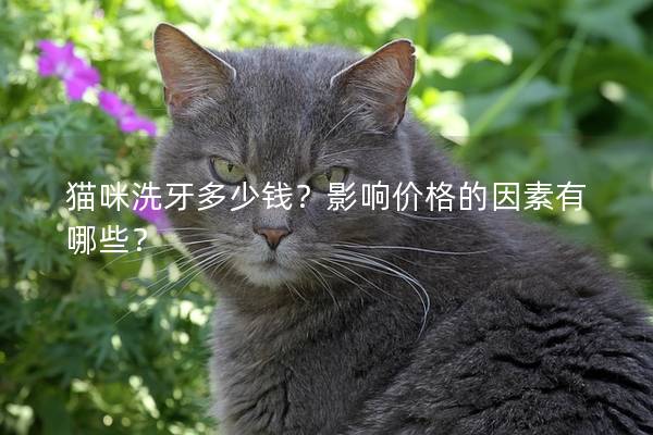 貓咪洗牙多少錢？影響價格的因素有哪些？