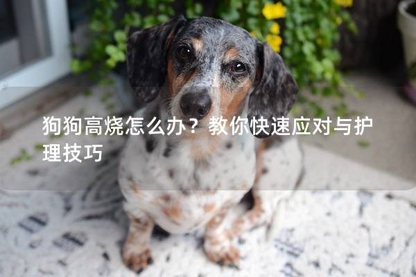 狗狗高燒怎么辦？教你快速應(yīng)對與護(hù)理技巧