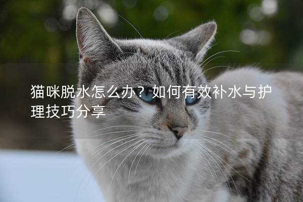 貓咪脫水怎么辦？如何有效補水與護理技巧分享