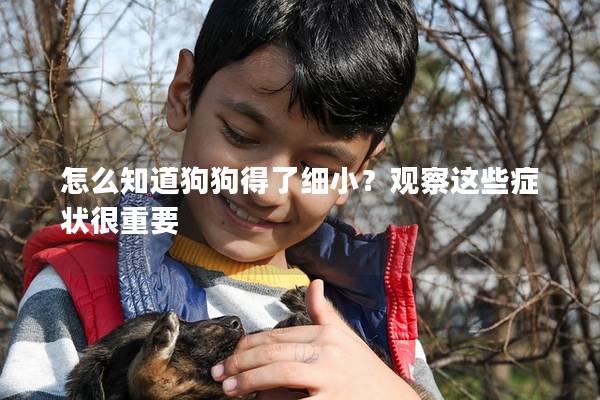 怎么知道狗狗得了細小？觀察這些癥狀很重要