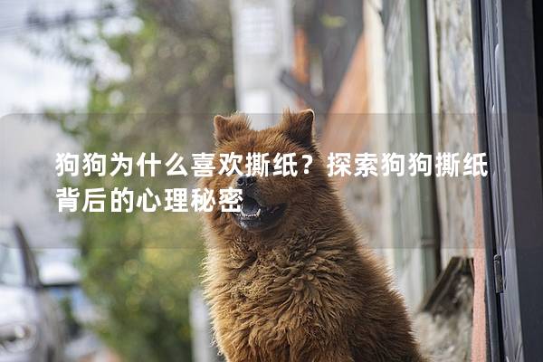 狗狗為什么喜歡撕紙？探索狗狗撕紙背后的心理秘密