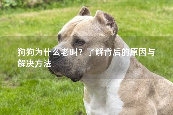 狗狗為什么老叫？了解背后的原因與解決方法