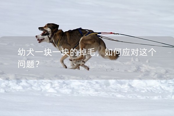 幼犬一塊一塊的掉毛，如何應對這個問題？