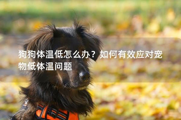 狗狗體溫低怎么辦？如何有效應對寵物低體溫問題
