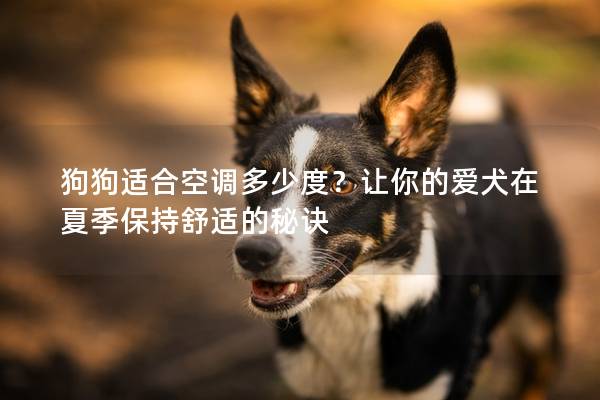 狗狗適合空調多少度？讓你的愛犬在夏季保持舒適的秘訣