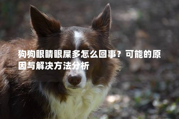 狗狗眼睛眼屎多怎么回事?可能的原因與解決方法分析