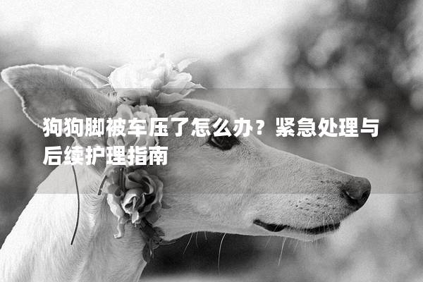 狗狗腳被車壓了怎么辦？緊急處理與后續護理指南