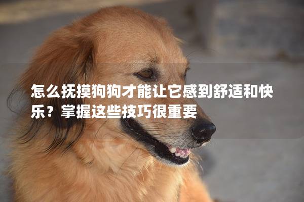 怎么撫摸狗狗才能讓它感到舒適和快樂？掌握這些技巧很重要