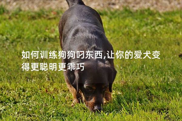如何訓練狗狗叼東西,讓你的愛犬變得更聰明更乖巧 如何訓練狗狗叼東西,讓你的愛犬變得更聰明更乖巧