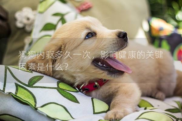 狗狗內驅多久一次，影響健康的關鍵因素是什么？