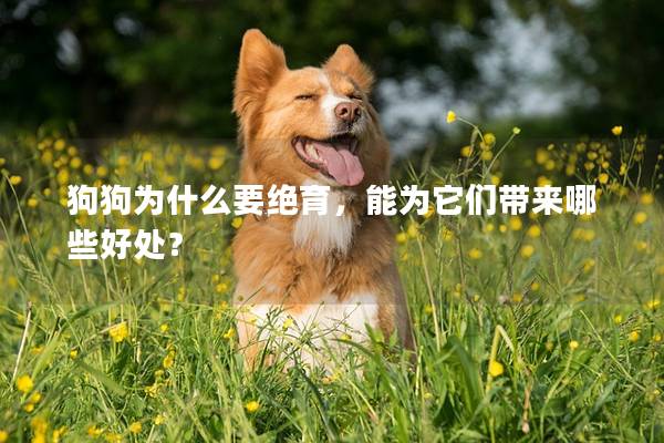 狗狗為什么要絕育,能為它們帶來哪些好處? 狗狗為什么要絕育,能為它們帶來哪些好處?