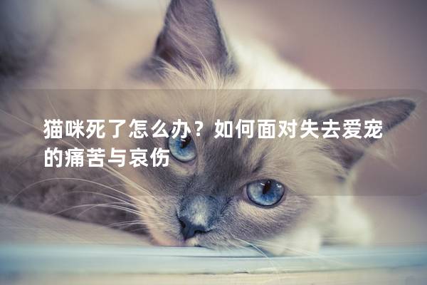 貓咪死了怎么辦?如何面對失去愛寵的痛苦與哀傷 貓咪死了怎么辦?如何面對失去愛寵的痛苦與哀傷