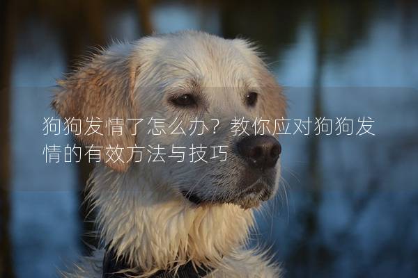 狗狗發情了怎么辦？教你應對狗狗發情的有效方法與技巧