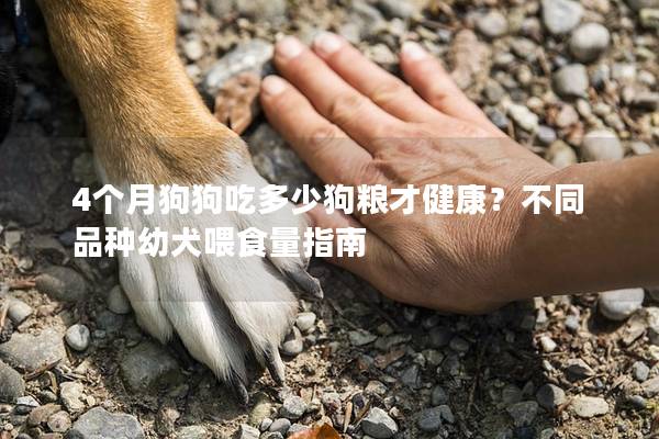 4個月狗狗吃多少狗糧才健康？不同品種幼犬喂食量指南