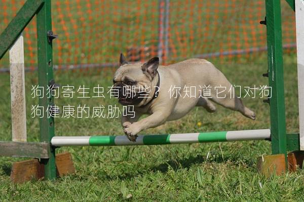 狗狗寄生蟲有哪些?你知道它們對狗狗健康的威脅嗎