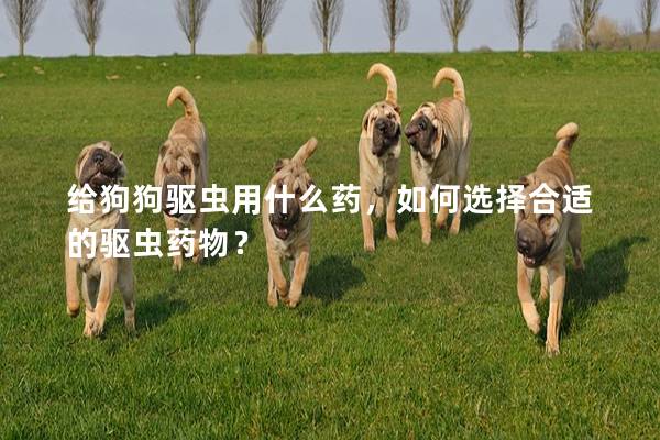 給狗狗驅蟲用什么藥，如何選擇合適的驅蟲藥物？