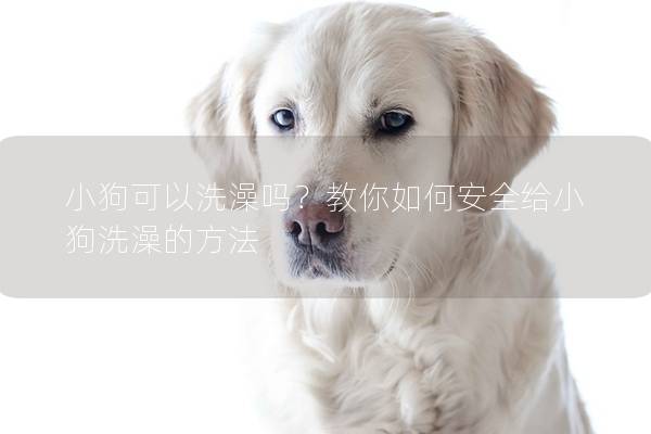 小狗可以洗澡嗎？教你如何安全給小狗洗澡的方法